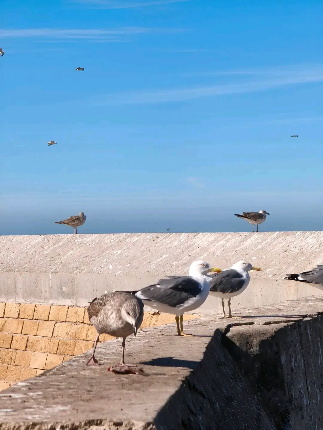 Essaouira